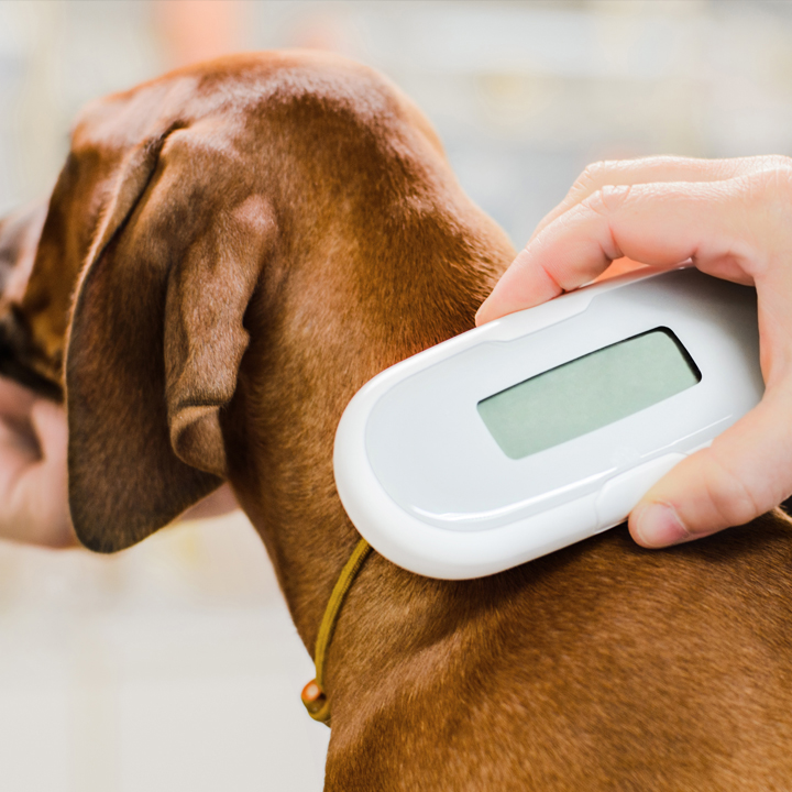 Microchipping Your Pet