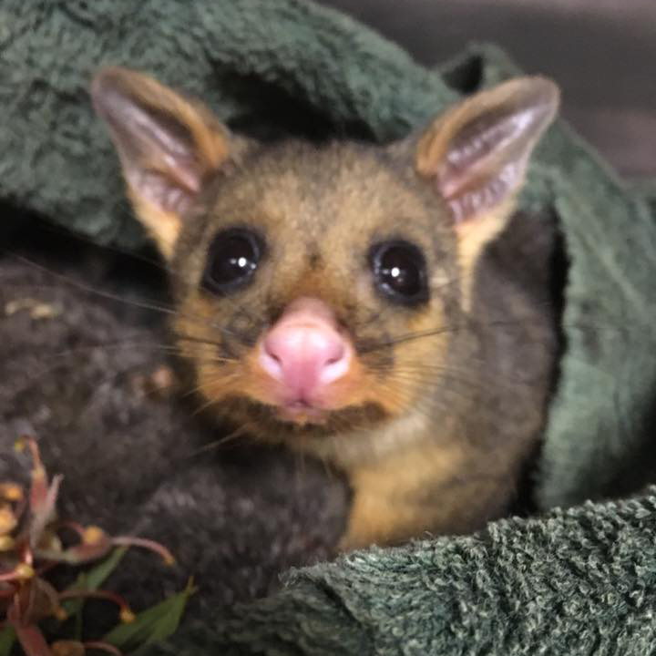 carrum-downs-vet-native-wildlife-possum