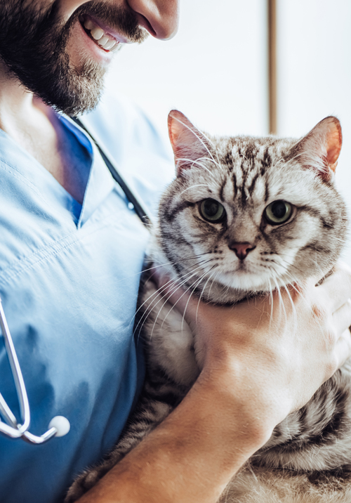 carrum-downs-vet-services-cat