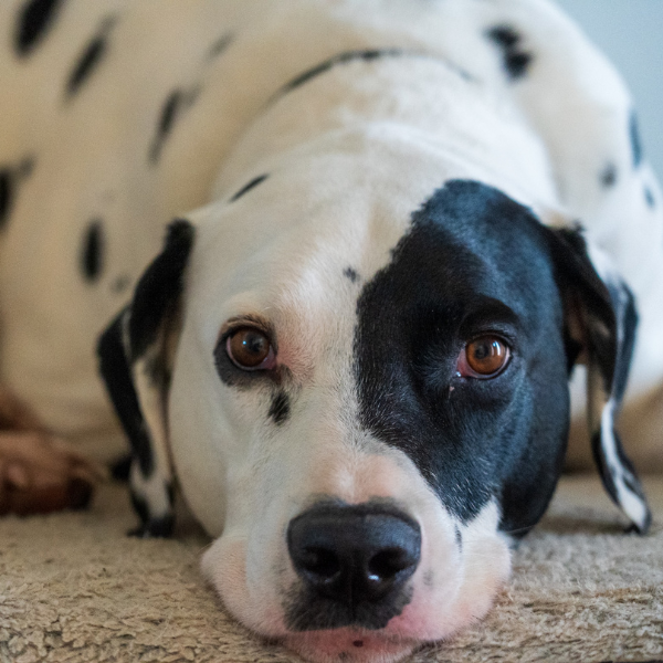 dog on floor looking at camera.