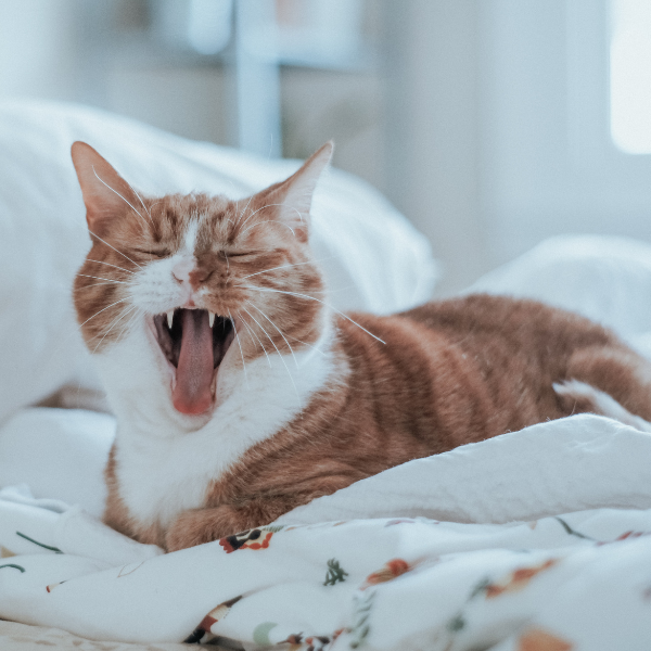 cat laying on bed yawning, showing off its white teeth.