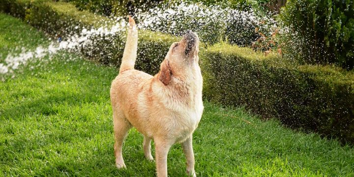 How to Help Keep Your Pets Cool This Summer