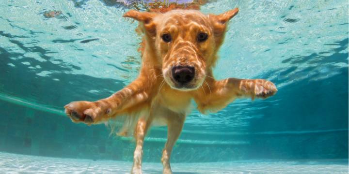 Dog safe 2024 swimming pool