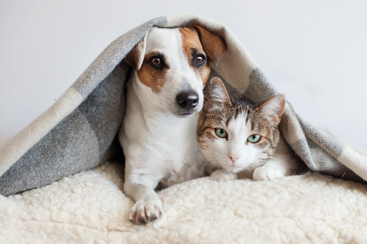 How to Tell if Your Pet is Feeling the Cold
