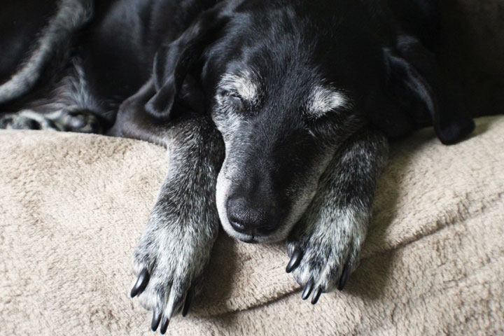 Tips for Caring for Your Senior Pet